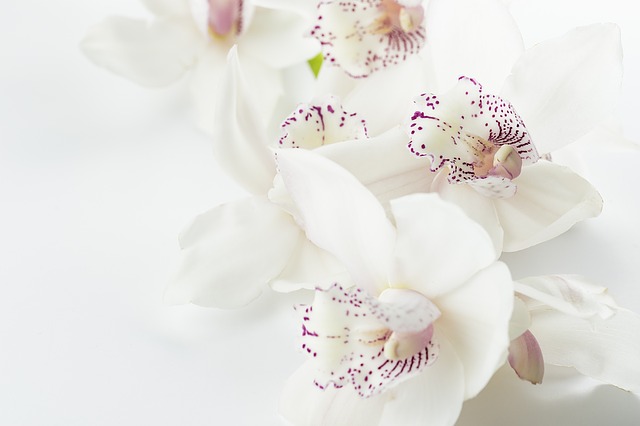 Quel engrais naturel pour faire pousser des orchidées ? - Tonnerre d'engrais
