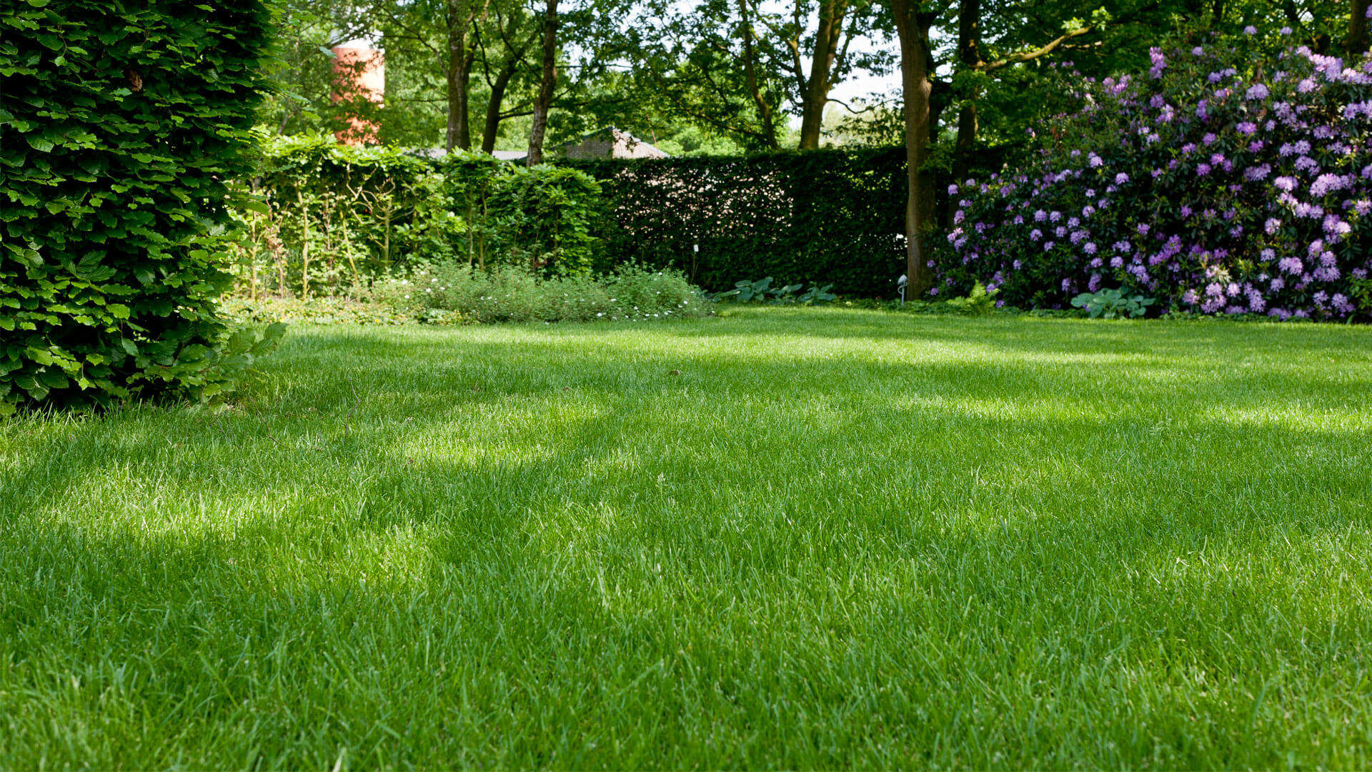 Les engrais naturels efficaces pour le gazon