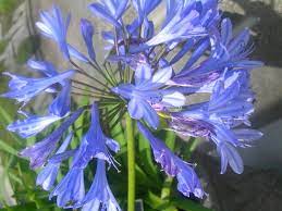 Quel engrais naturel pour faire pousser les agapanthes ?