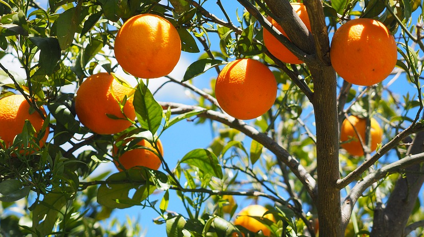 Quel engrais naturel pour un arbre fruitier ?