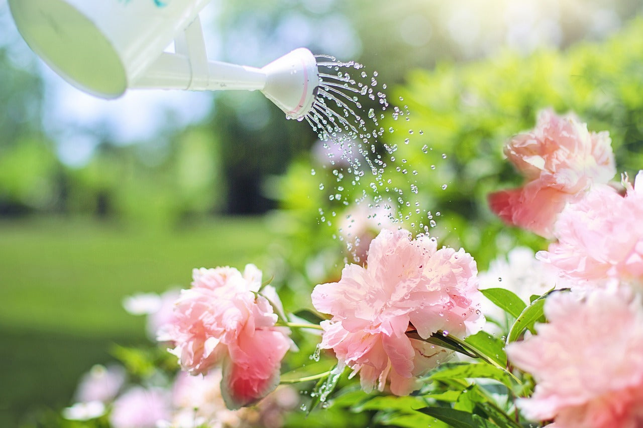 À quelle fréquence faut-il arroser son jardin ?