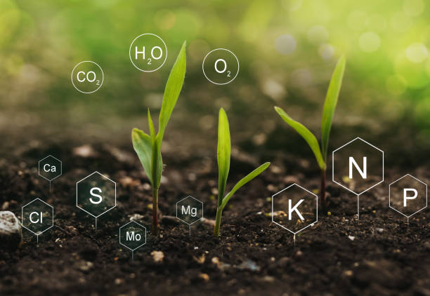 Comment augmenter l’azote dans la terre ?