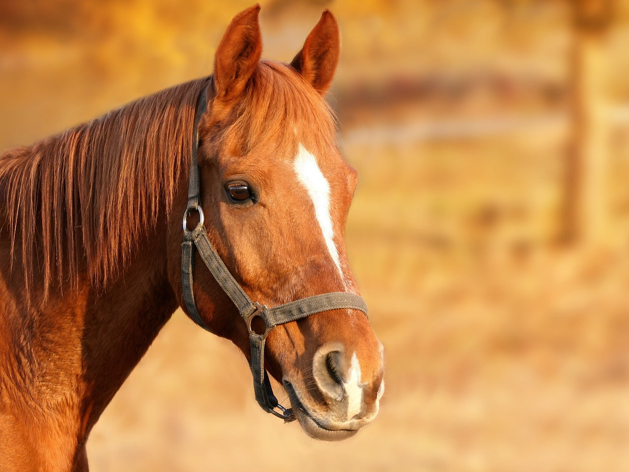 Engrais à base de fumier de cheval : Les informations à connaitre !