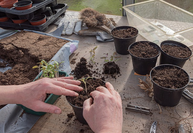 Comment bien planter vos semis ?