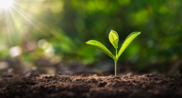 Comment stimuler la croissance d’une plante ?