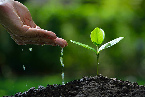 Est-ce que l’eau sucrée est bonne pour les plantes ?