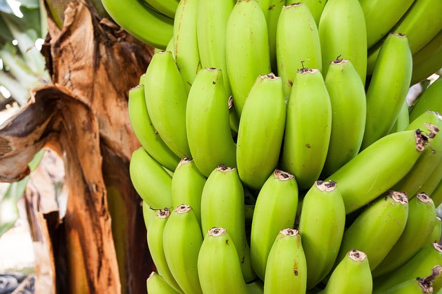 Quel type d'engrais naturel est préférable pour un bananier ?