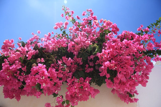 Quel engrais naturel utiliser pour faire pousser des Bougainvilliers ?