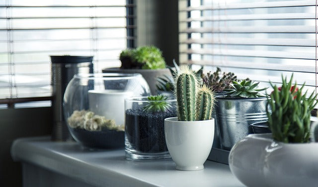 Quels sont les engrais naturels pour les cactus et plantes grasses ?