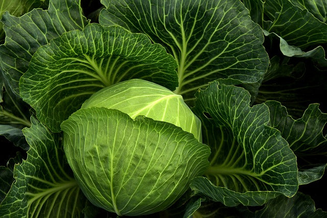 Quels sont les engrais naturels les plus efficaces pour le choux ?