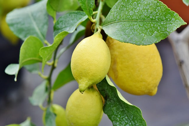 Quels engrais naturels sont recommandés pour un citronnier ?