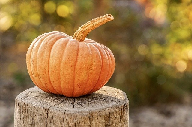 Quels engrais naturels privilégier pour les citrouilles ?