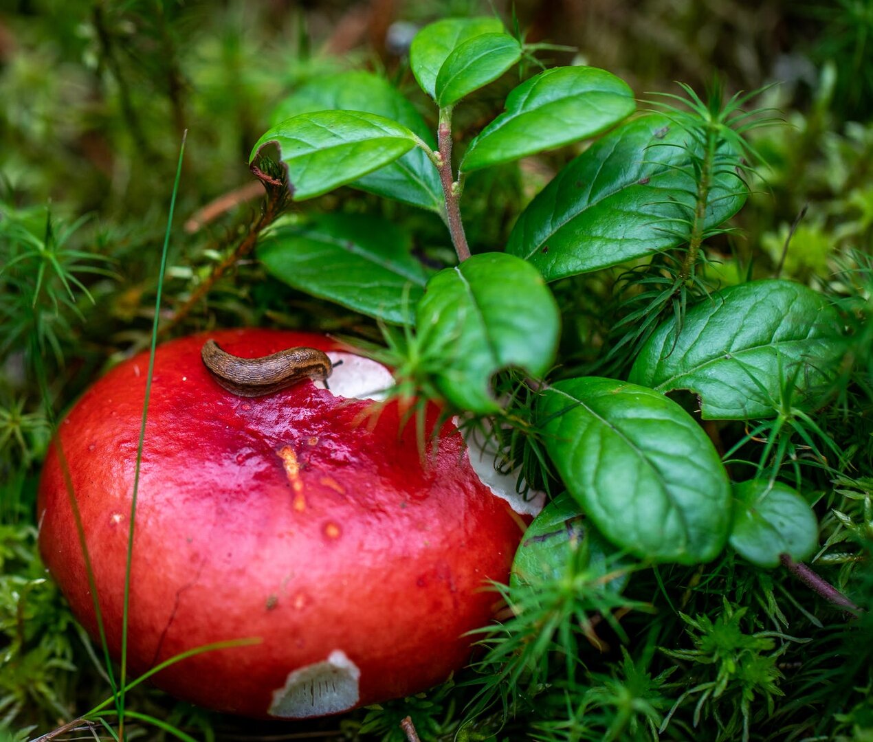 Quels engrais naturel contre les limaces ?