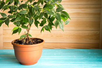 Pourquoi mon ficus a t-il les feuilles jaunes ?