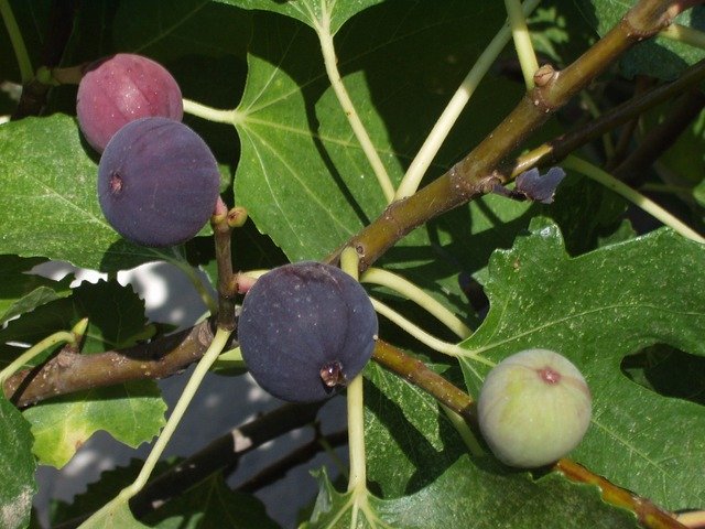 Quel engrais naturel peut-on utiliser pour un figuier ?