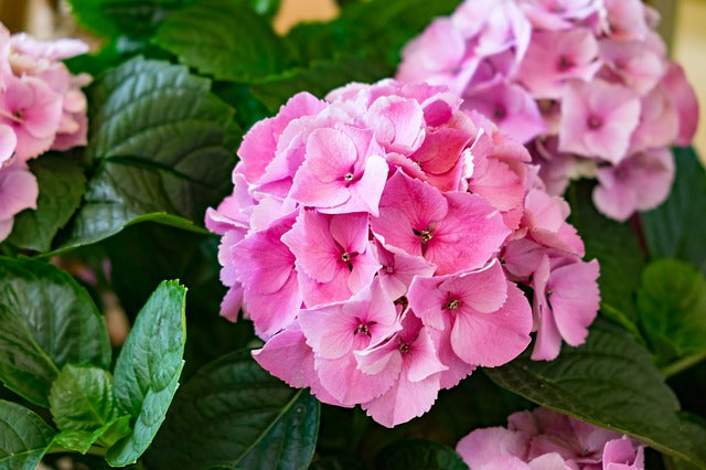 Quel engrais naturel pour les hortensias ?