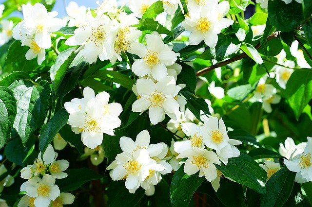 Quels sont les engrais naturels utiles pour faire pousser du jasmin ?