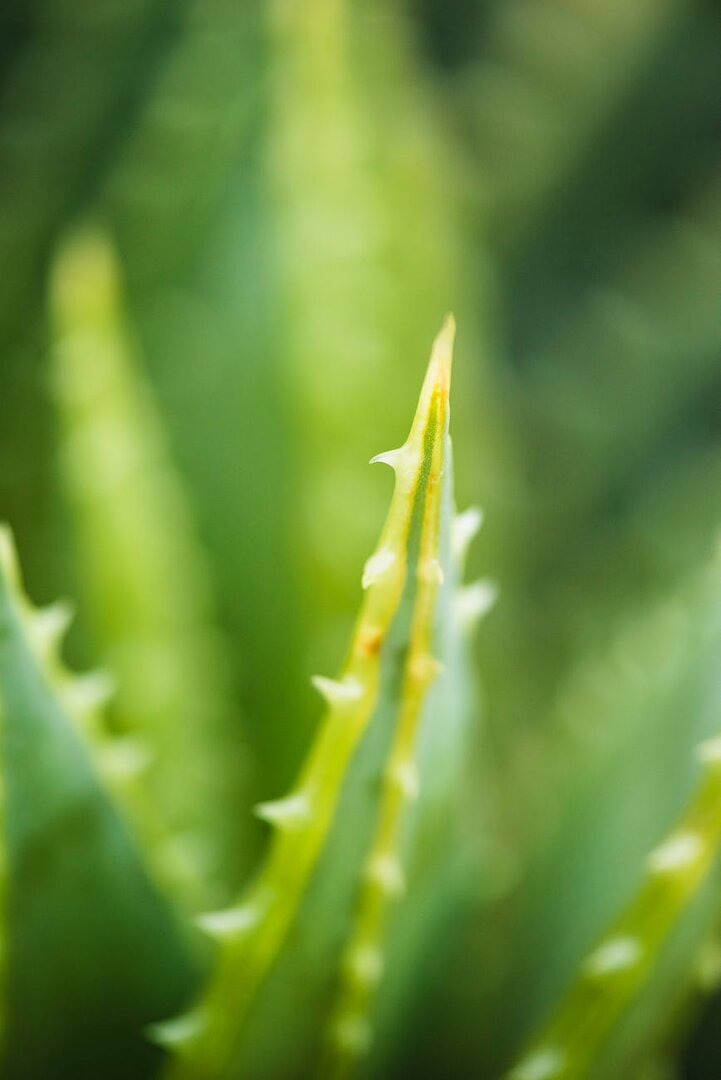 Quel engrais naturel utiliser pour l'aloe vera ?