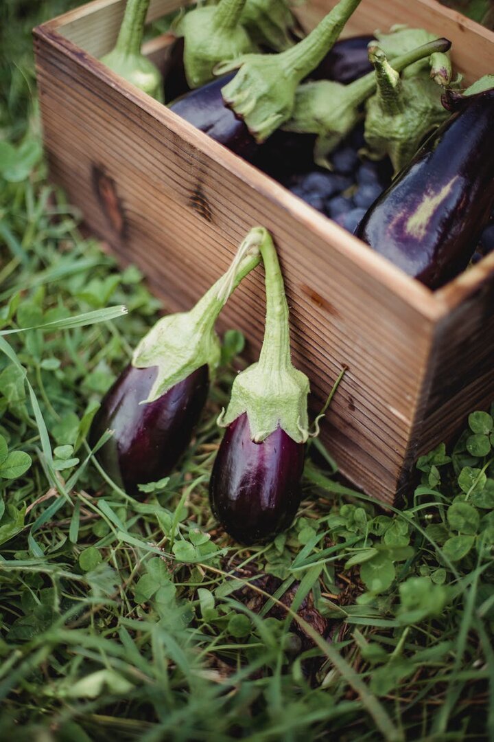 Quel engrais naturel utiliser pour faire pousser les aubergines ?