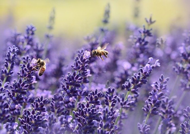 Quels sont les engrais naturels riches en azote ?