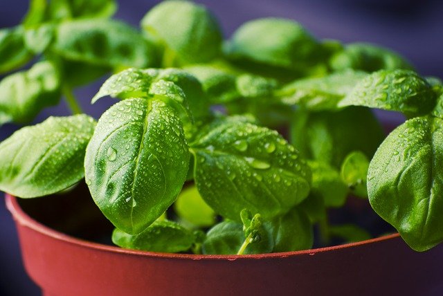 Quel engrais naturel pour basilic ?