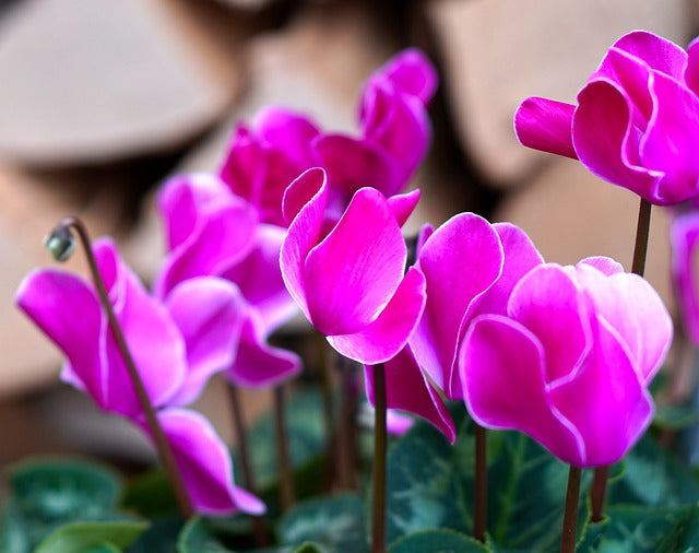 Quel engrais naturel utiliser pour cultiver le cyclamen ?