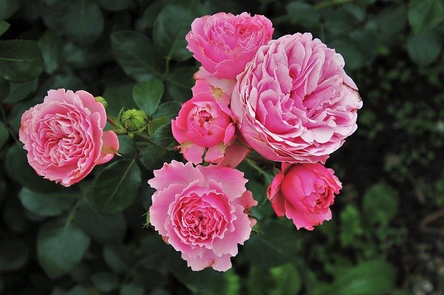 Quel engrais naturel pour favoriser la floraison ?