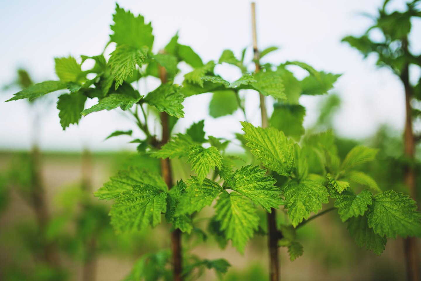 Quel engrais naturel utiliser pour faire pousser les framboisiers ?