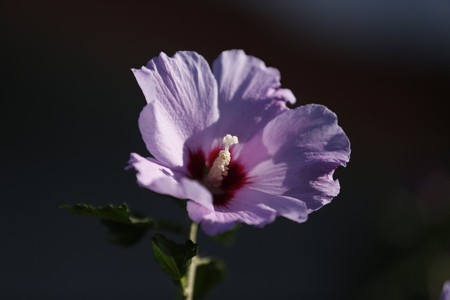 Quel engrais naturel utiliser pour faire pousser un hibiscus ?