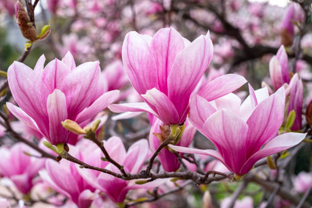 Quel engrais naturel pour magnolia ?