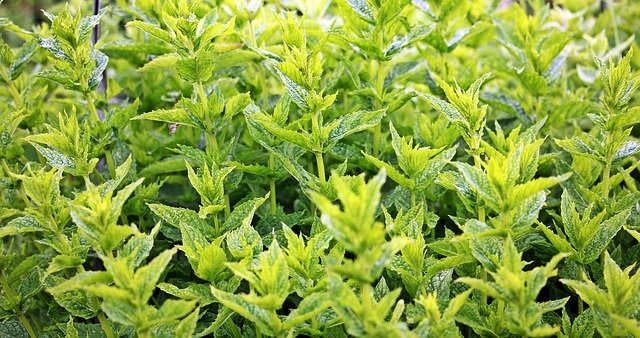 Quel engrais naturel pour menthe ?