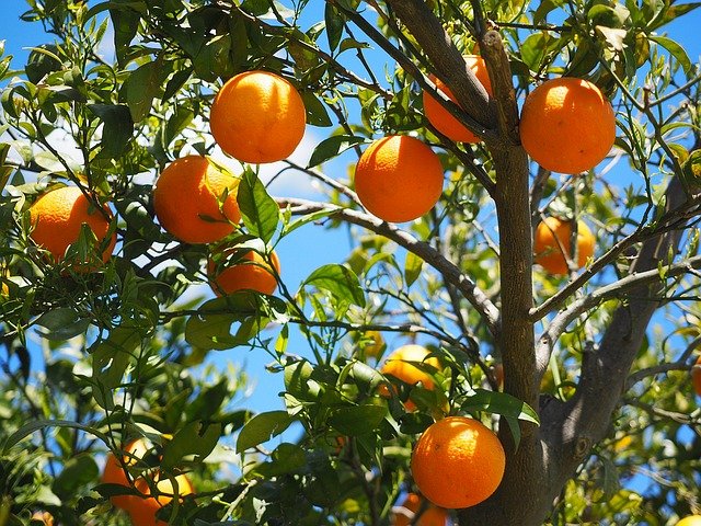Quel engrais naturel pour oranger ?
