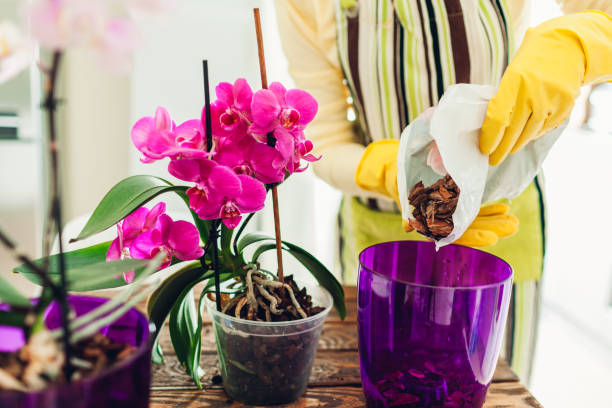 Est-ce que la peau de banane est bonne pour les orchidées ?