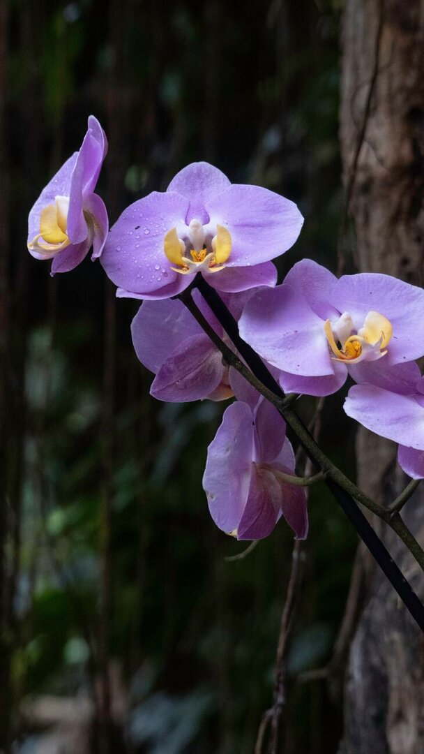 Quel engrais naturel pour les orchidées ?