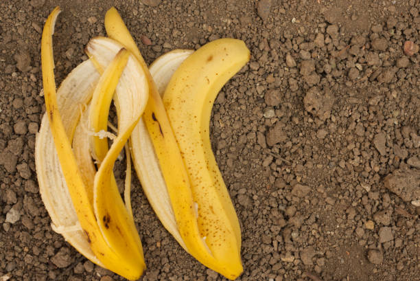 Comment faire de l’engrais naturel avec des peaux de banane ?