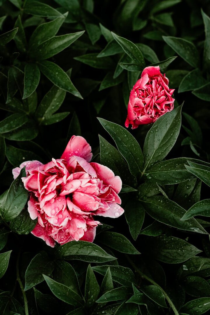 Quel engrais naturel utiliser pour les pivoines ?