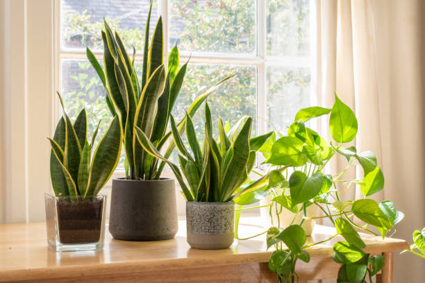 Quel engrais naturel pour les plantes d’intérieur ?
