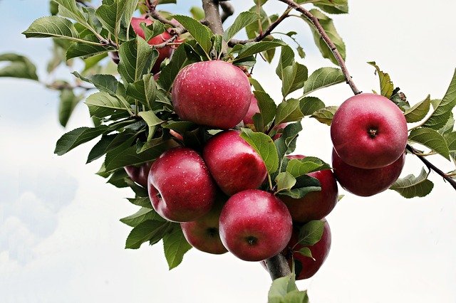 Quel engrais naturel pour pommier ?
