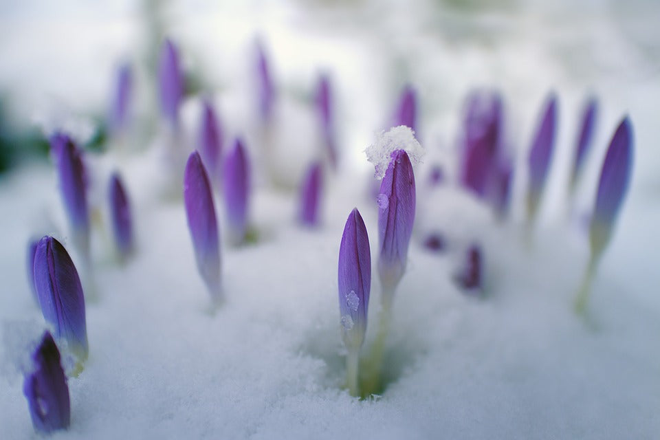 Quel engrais naturel pour protéger les plantes de la neige ?