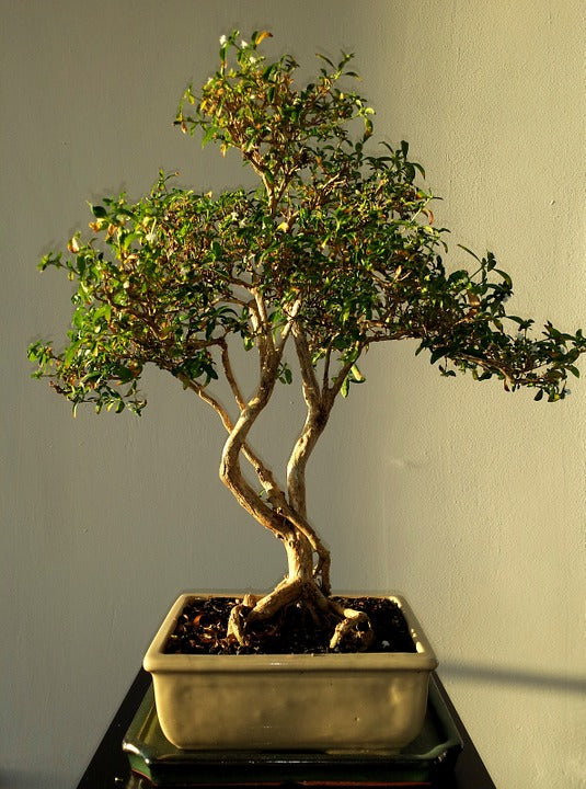 Quel engrais naturel pour fortifier les racines des plantes ?