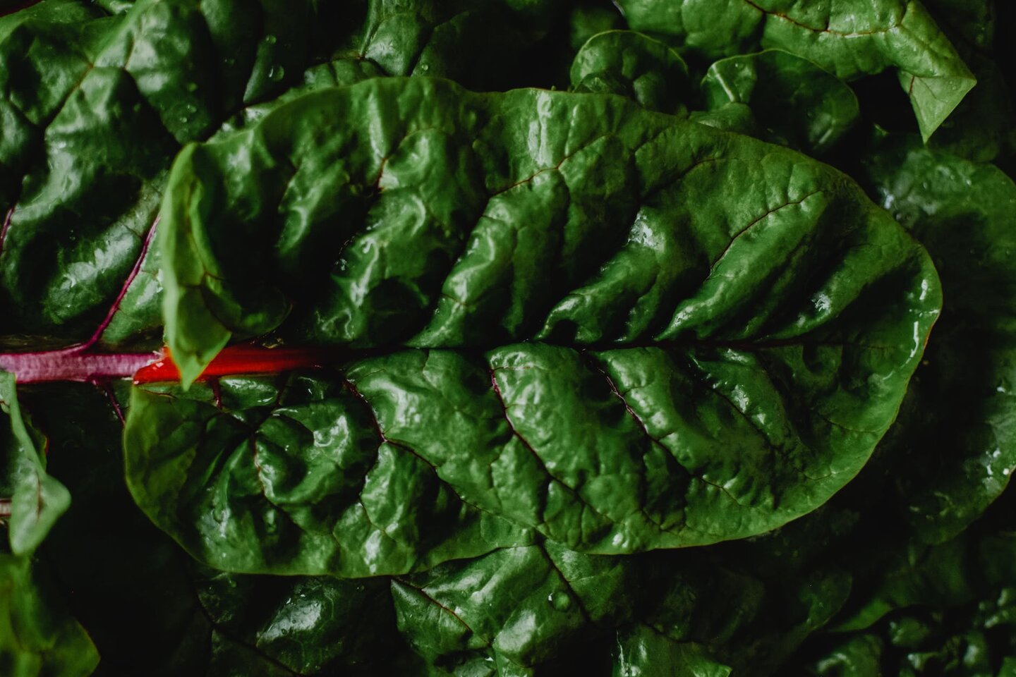 Quel engrais naturel pour faire pousser de la rhubarbe ?