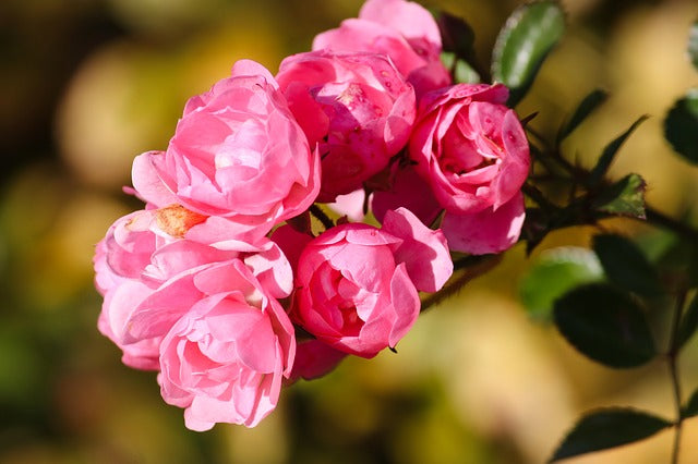 Quel engrais naturel peut-on utiliser pour un rosier ?