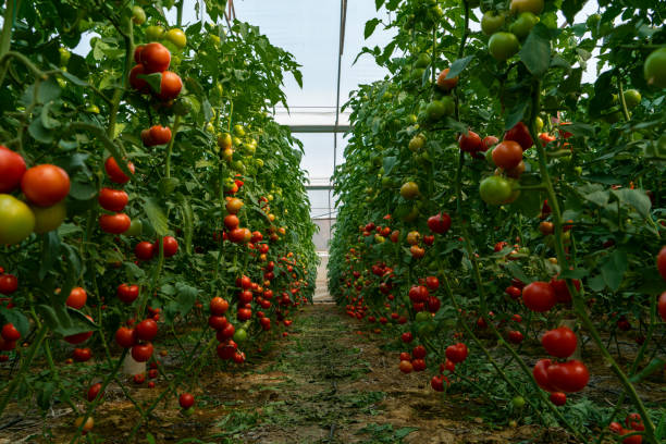 Comment fabriquer un engrais naturel pour les tomates ?