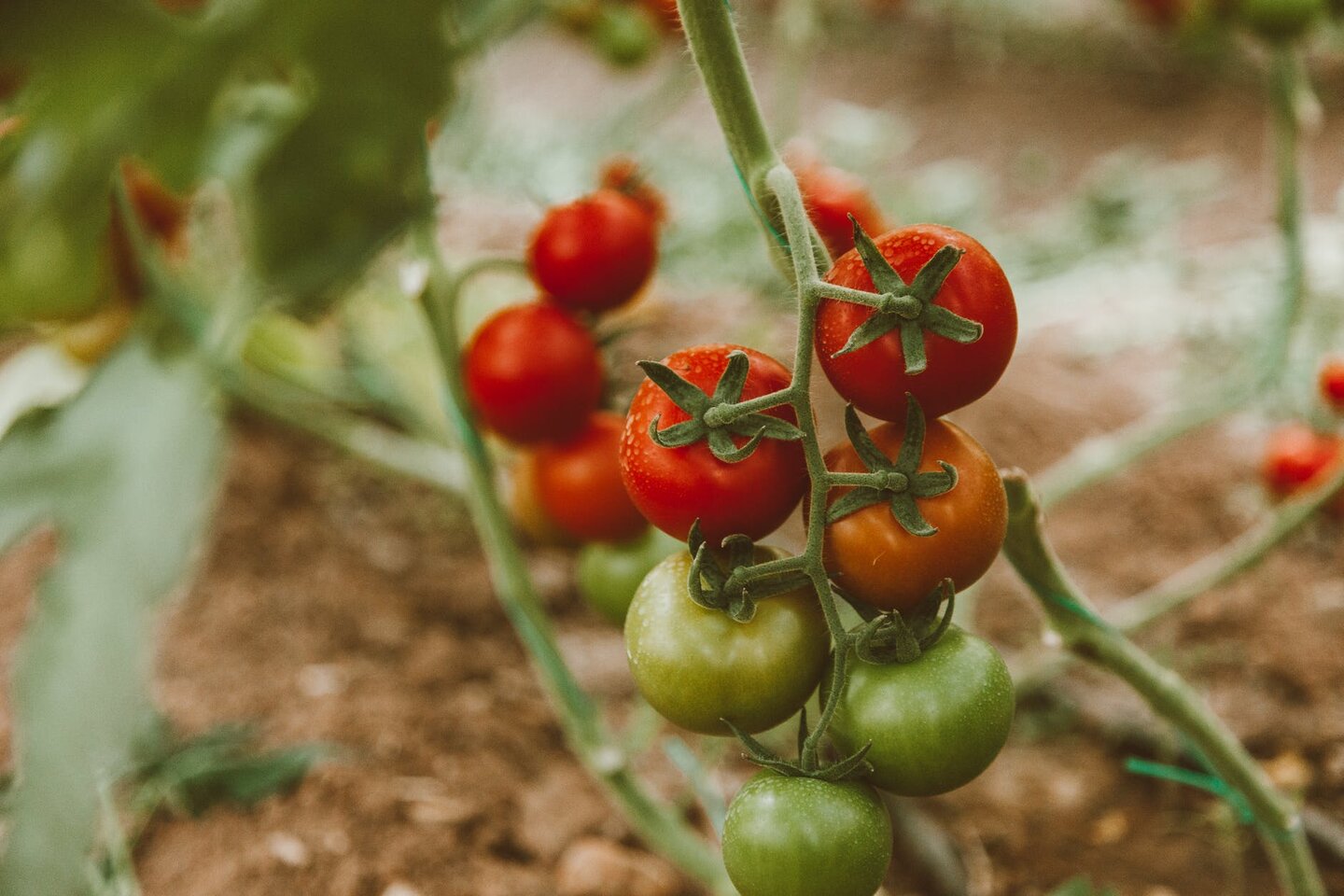 Quel engrais naturel pour faire pousser les tomates ?