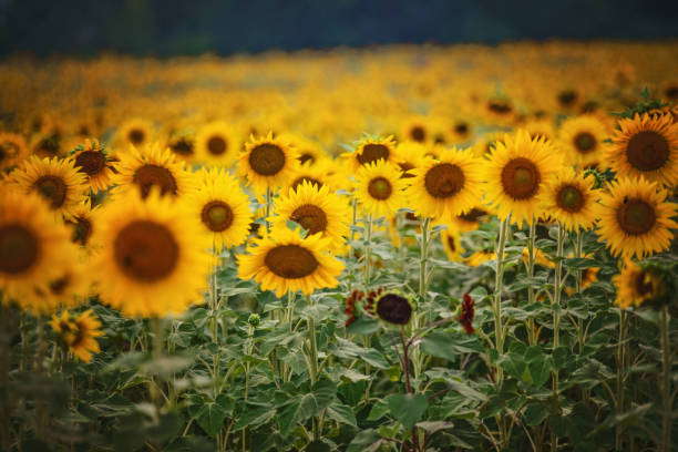 Quel engrais naturel pour le tournesol ?