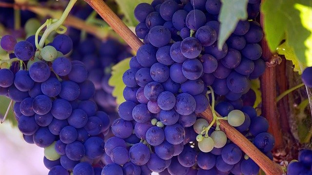 Quel engrais naturel adopter pour la vigne ?