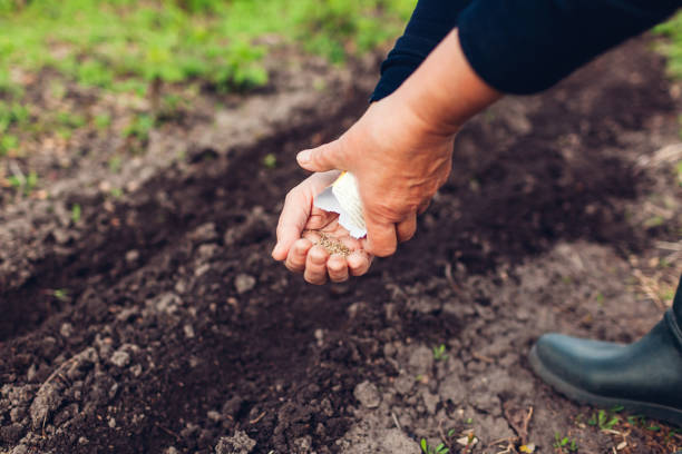Comment faire un engrais naturel pour plante ?