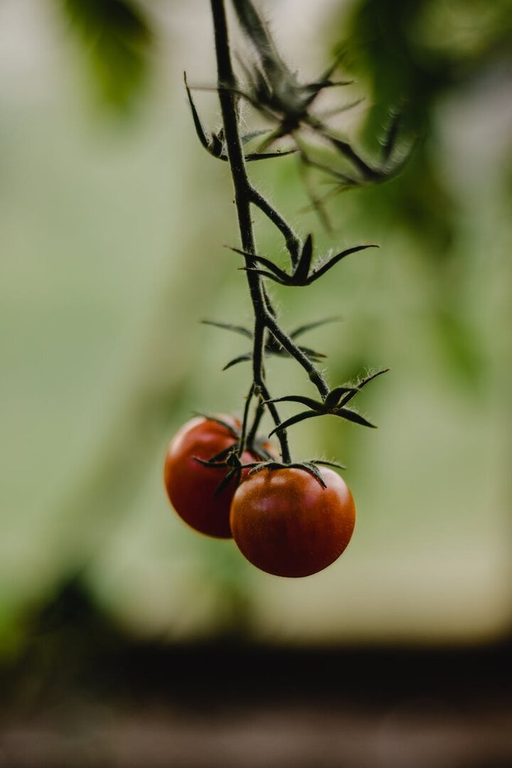 Quel engrais naturel pour faire pousser les tomates cerise ?