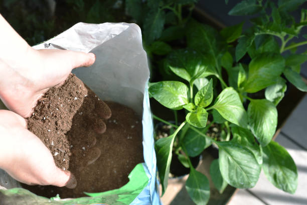 Quels sont les meilleurs engrais organiques naturels ?