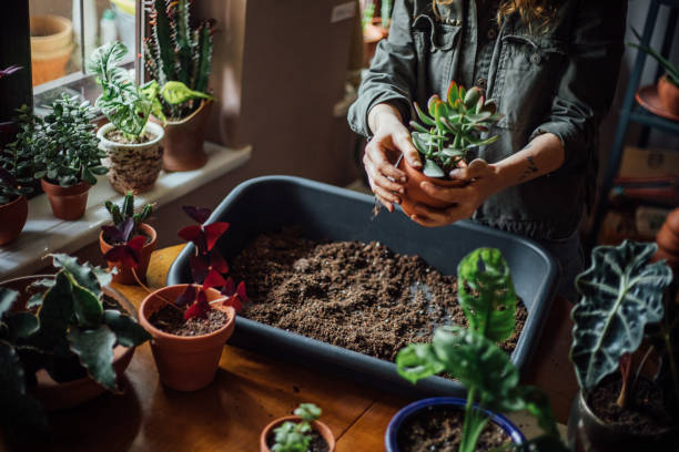 Comment faire un engrais naturel pour plantes d'intérieur ?